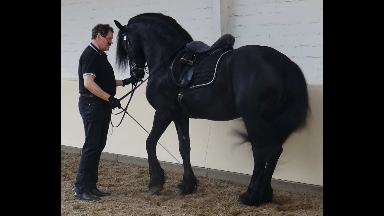 Richard Hinrichs & Michael Geinter     -   Klassische Reitkunst trifft Dual-Aktivierung