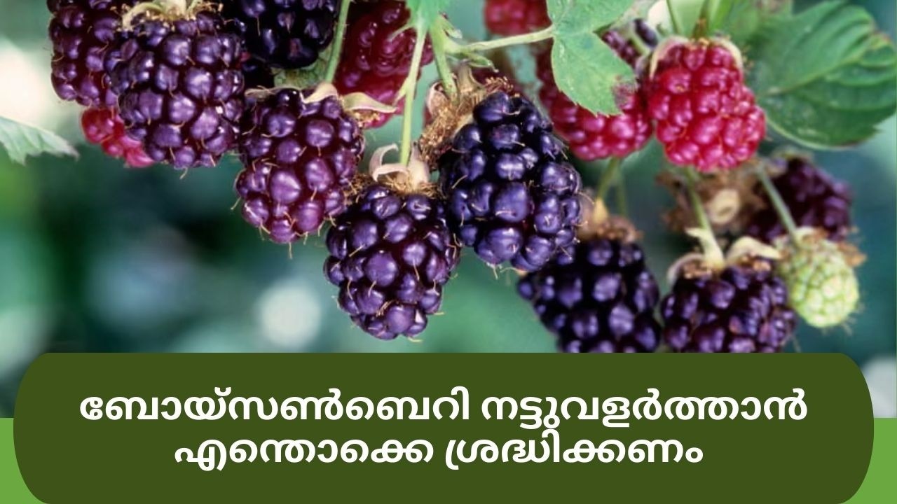 Boysenberry Growing Tips in New Zealand