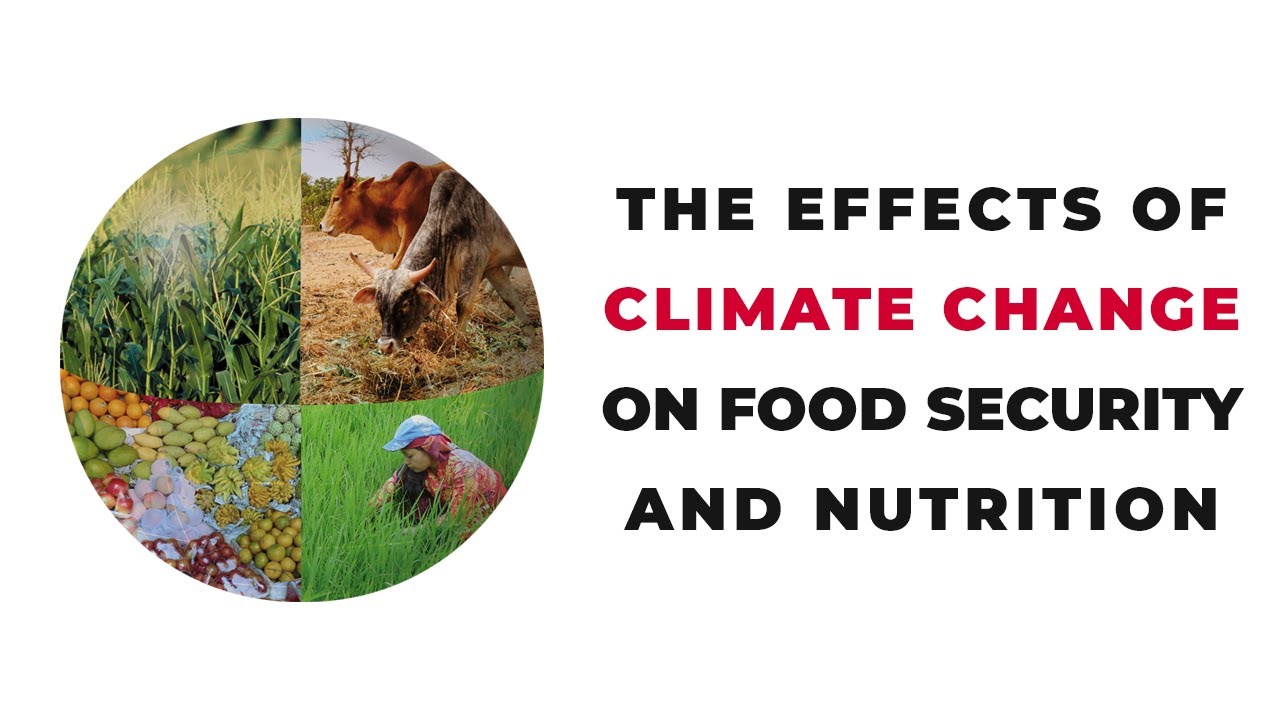 The effects of Climate Change on Food Security and Nutrition