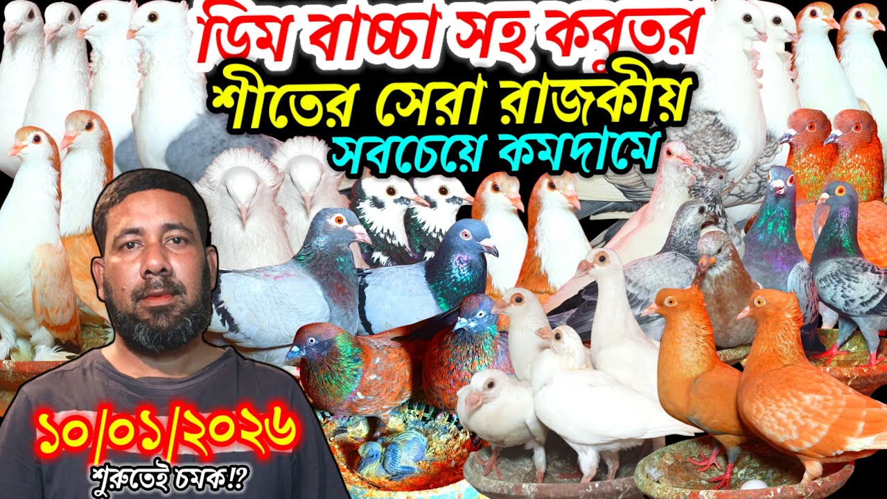 ডিম বাচ্চা সহ কবুতর শীতের সেরা রাজকীয় সবচেয়ে কমদামে দেশি বিদেশি ফেন্সি রেসার গোল্লা গিরিবাজ কবুতর