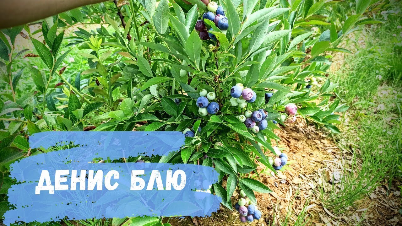 Обзор сорта 