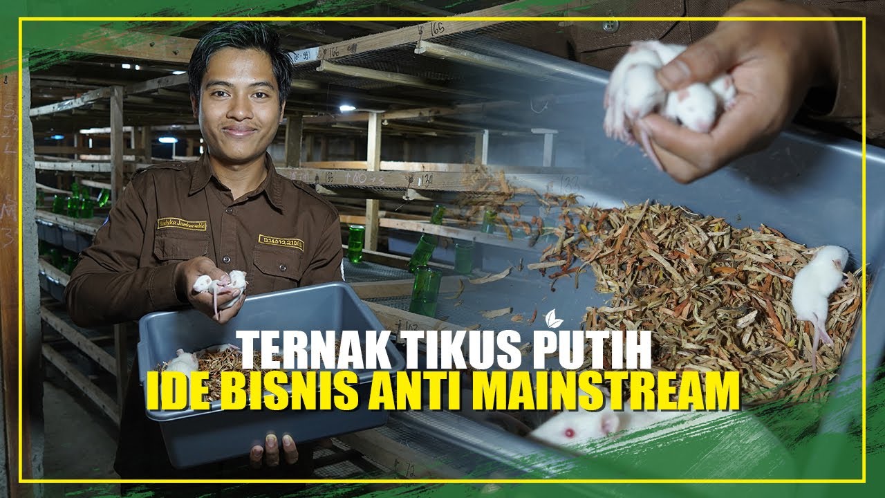 PEMUDA KREATIF TERNAK TIKUS PUTIH BERKUALITAS