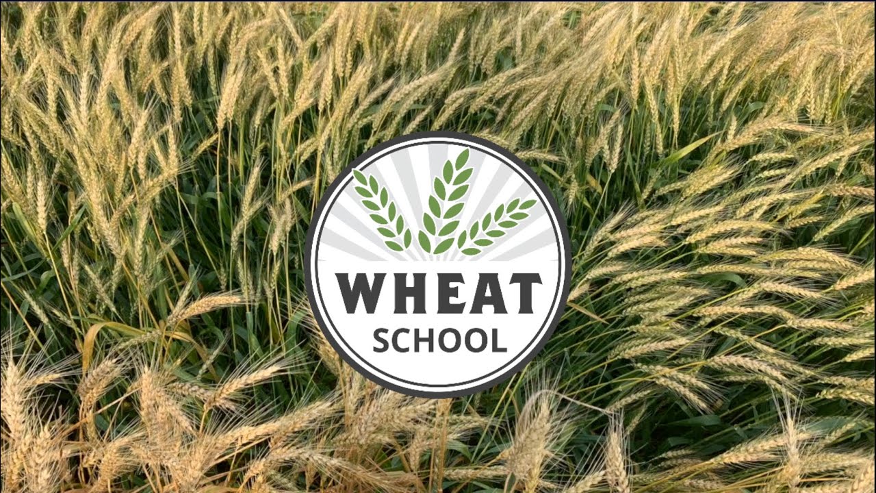 Wheat School: Harvesting 152.8 bu/ac with YEN grower Kevin Van Netten