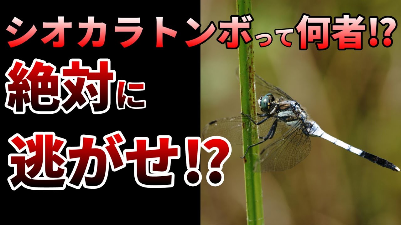 【ゆっくり】まさかの絶滅危機！白い粉が魅力なシオカラトンボの生態とは⁉