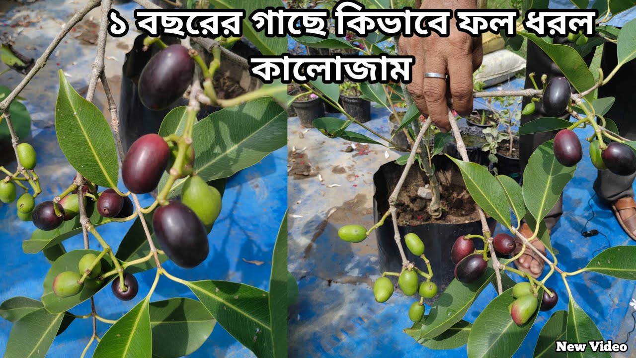 How To Harvest Lot Of Black Jam In One Year Old Plant || Fruit Plant Care || Fruit Plant Medicine