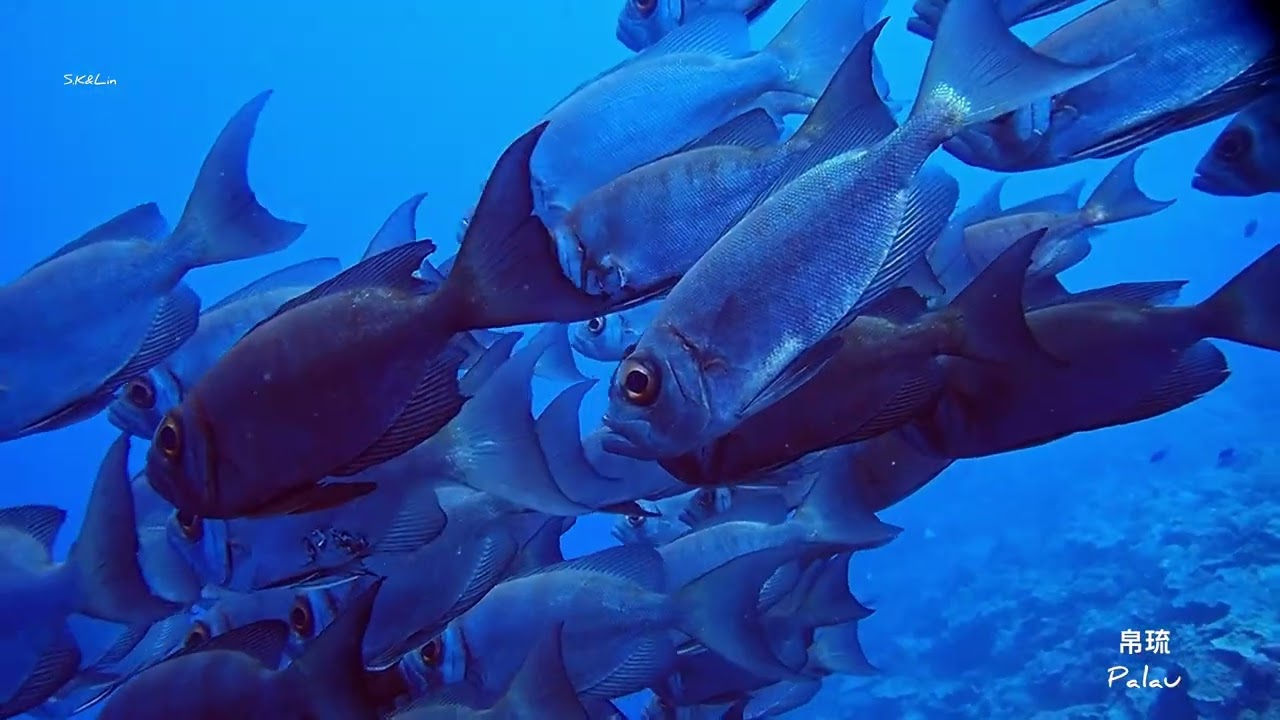 帛琉（帕劳）（Palau）（パラオ）（팔라우）潛水❤️Palau diving 