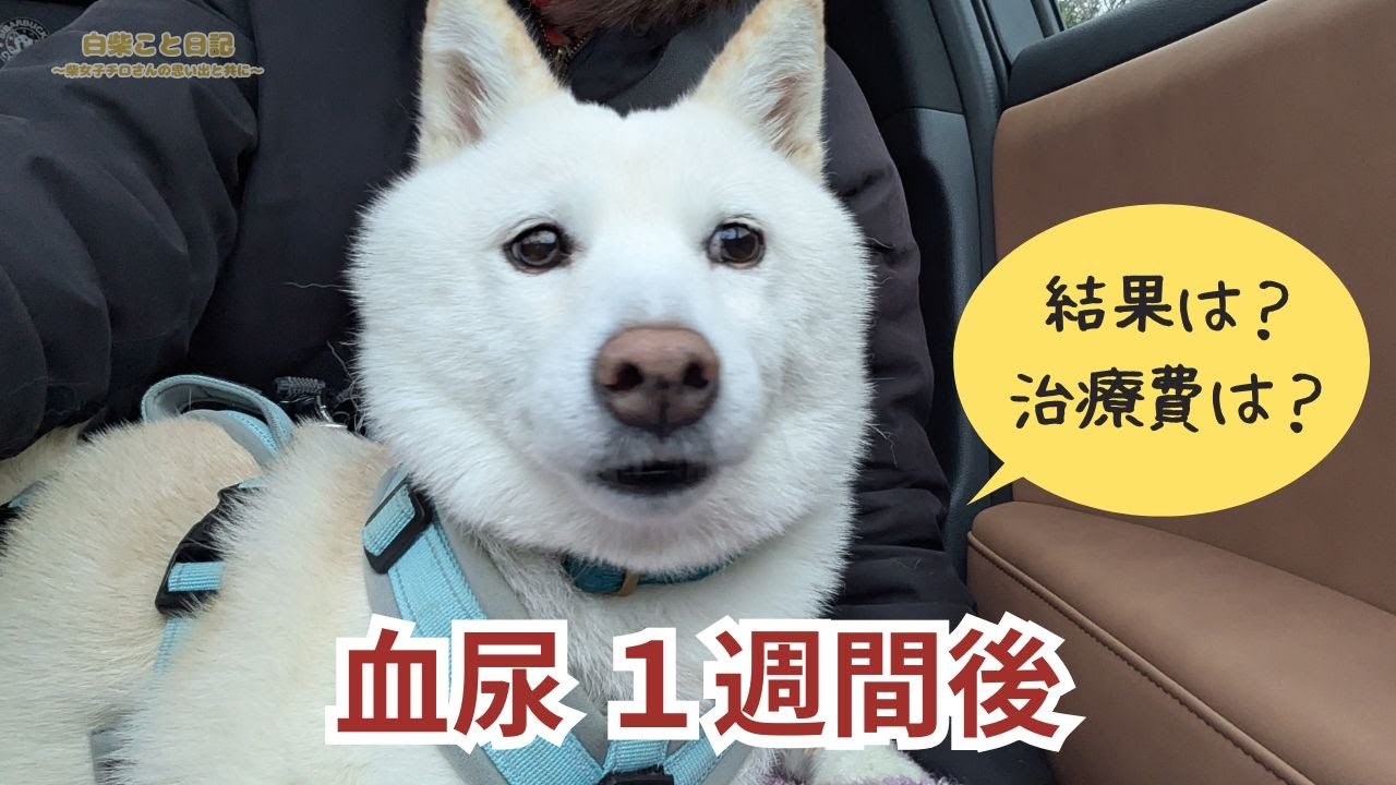 【犬の血尿】1週間後の検査結果と治療費｜終了画面も是非見てほしいです^^