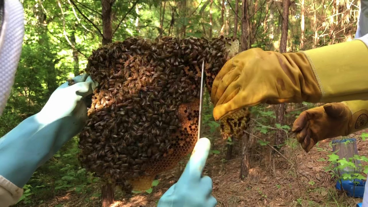 Moving a Beehive // The Fonton Family Tree