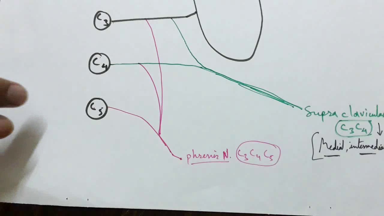 Cervical Plexus- 1