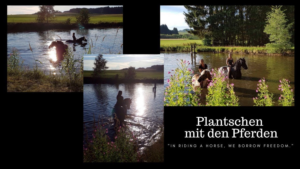 Plantschen mit den Pferden | Swimming