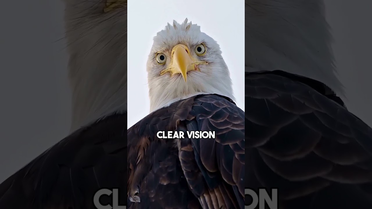 Bald Eagle's Eye