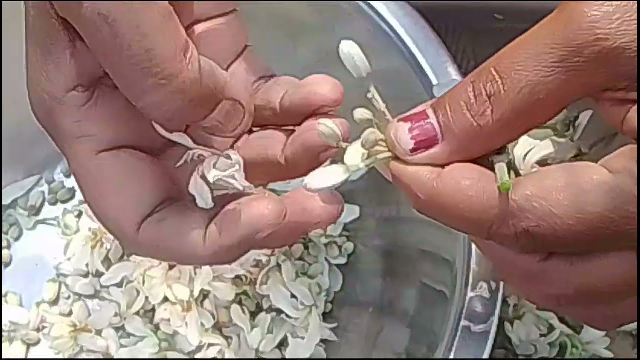 Moringa flowers | moringa ki sabji kaise banaen | moringa leaves recipe..  सहजन फूल