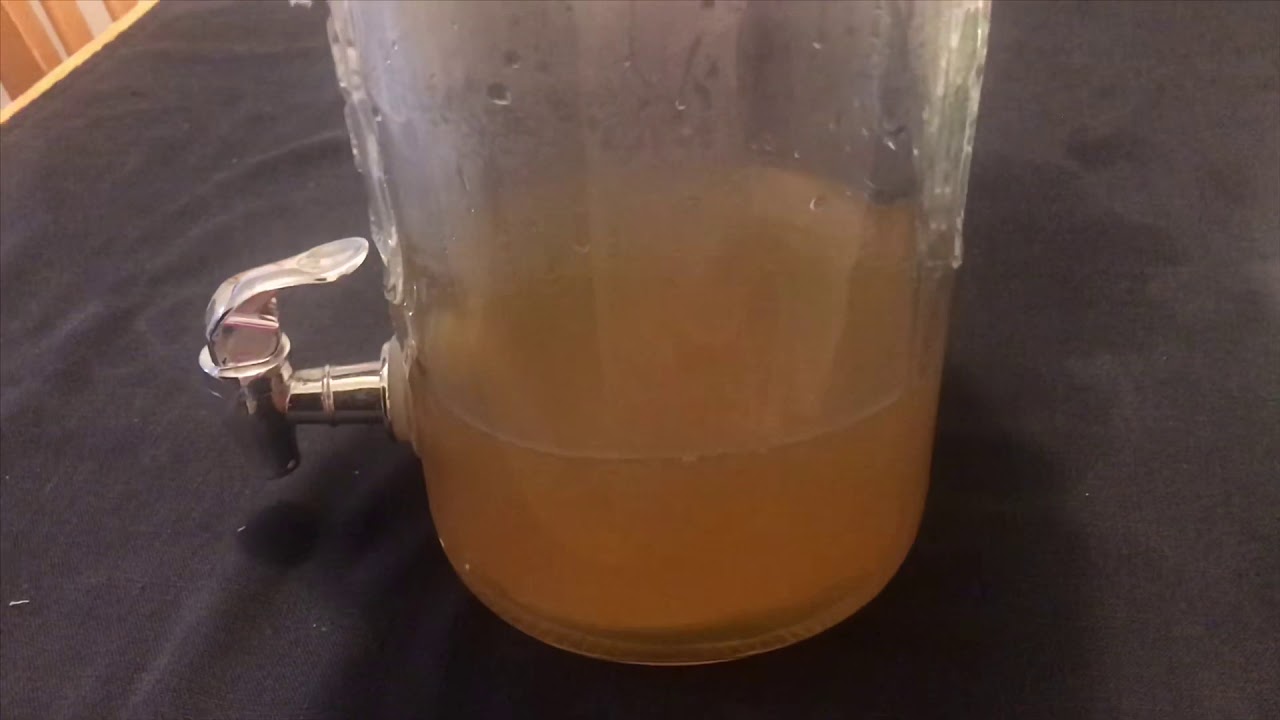 Making a Jun Tea ☕️Scoby