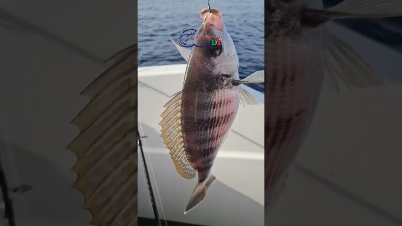 حصيلة خفيفة مع خويا محمد حفضه الله مشاهدة ممتعة 🐟🐟❤️❤️🌹🌹💯💯