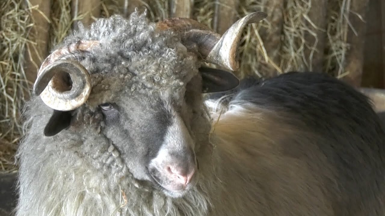 - HUMANOST PREMA ŽIVOTINJI I VOĐENJE RAČUNA O GENETICI, BILJAKA 2024