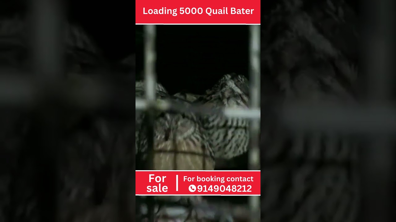 Loading 5000 Quail Bater |  Bater | Quail Bater