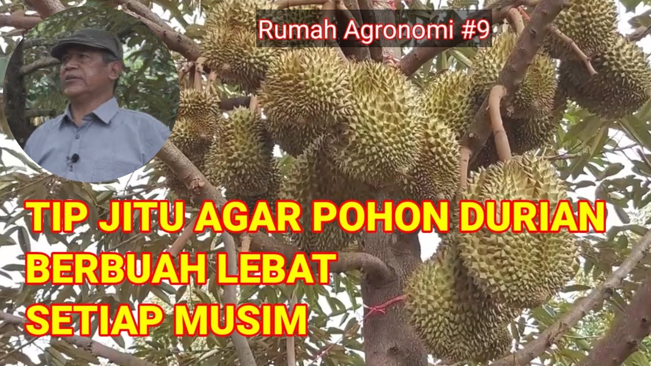 Cara Agar Pohon Durian Berbuah Lebat Setiap Musim