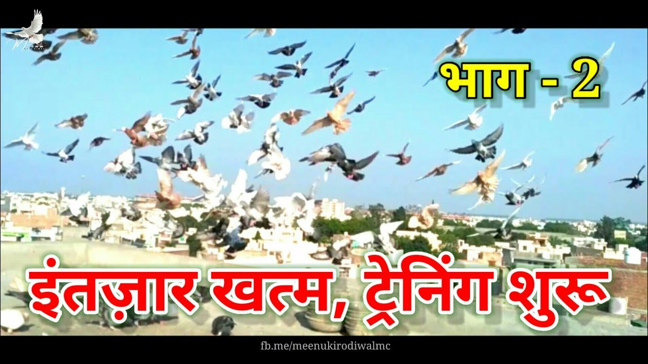 नये कबूतर छत पर कैसे हिलाए | Naye Kabutar Chhat Par Kaise Hilaye | Meenu Kirodiwal 🕊🕊