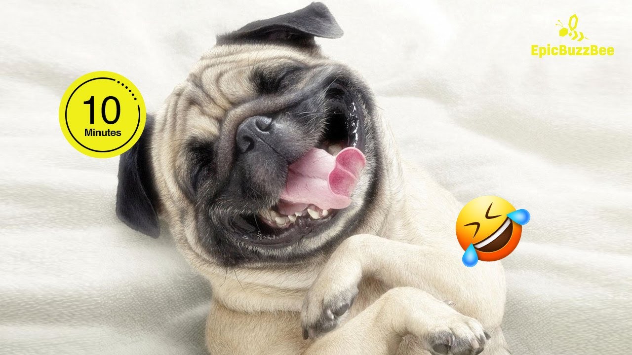 🐶САМАЯ СМЕШНАЯ ПОДБОРКА ВИДЕО С МОПСАМИ 2024 ГОДА🐕‍🦺😂