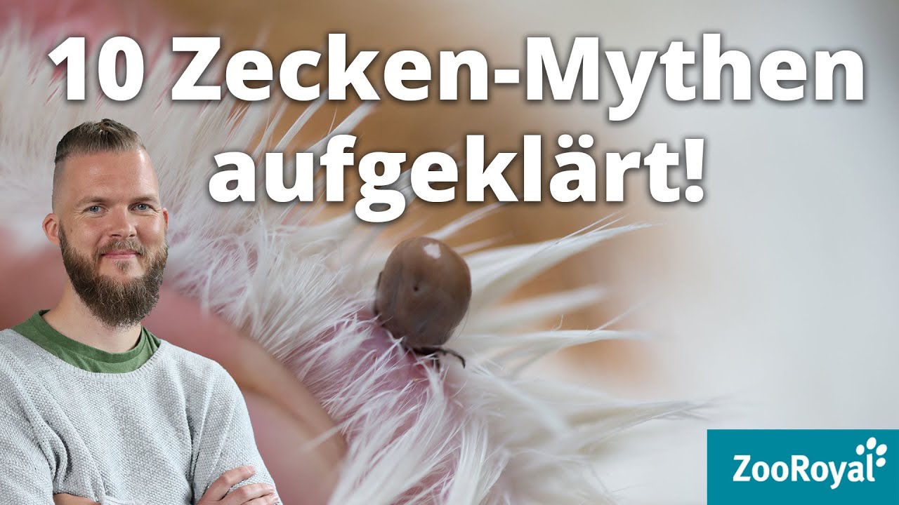 10 Zecken-Mythen aufgedeckt! | Tierarzt Tacheles! mit Sebastian Goßmann-Jonigkeit | ZooRoyal