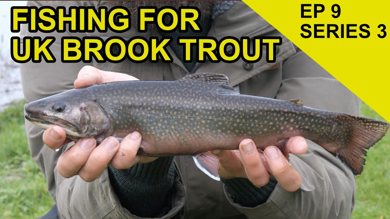Catching a Brook Trout in the UK: Species Hunt (EP 49)