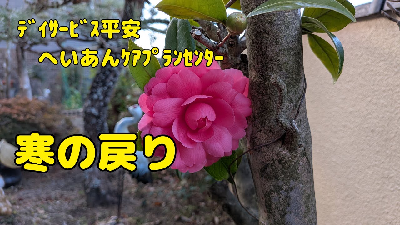 【Vlog777】ﾃﾞｲｻｰﾋﾞｽ平安　へいあんｹｱﾌﾟﾗﾝｾﾝﾀｰ  寒の戻り
