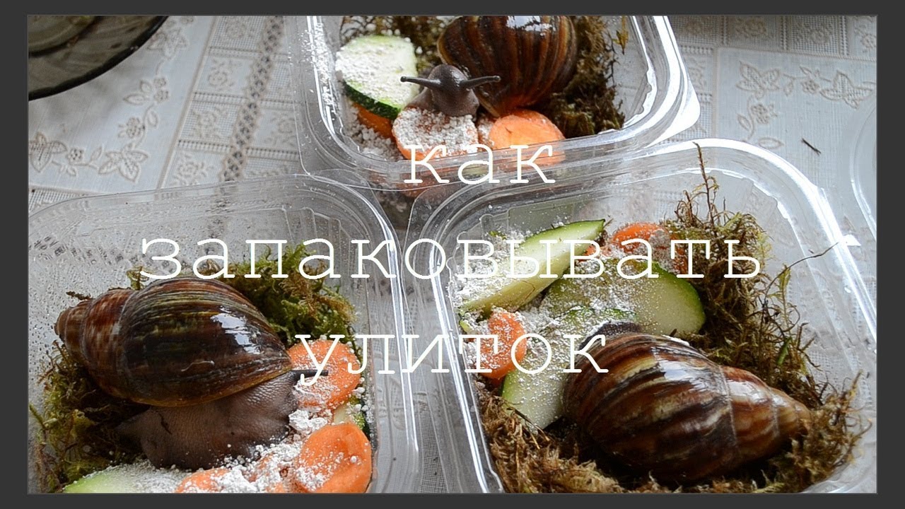 КАК ЗАПАКОВЫВАТЬ УЛИТОК ДЛЯ ОТПРАВКИ