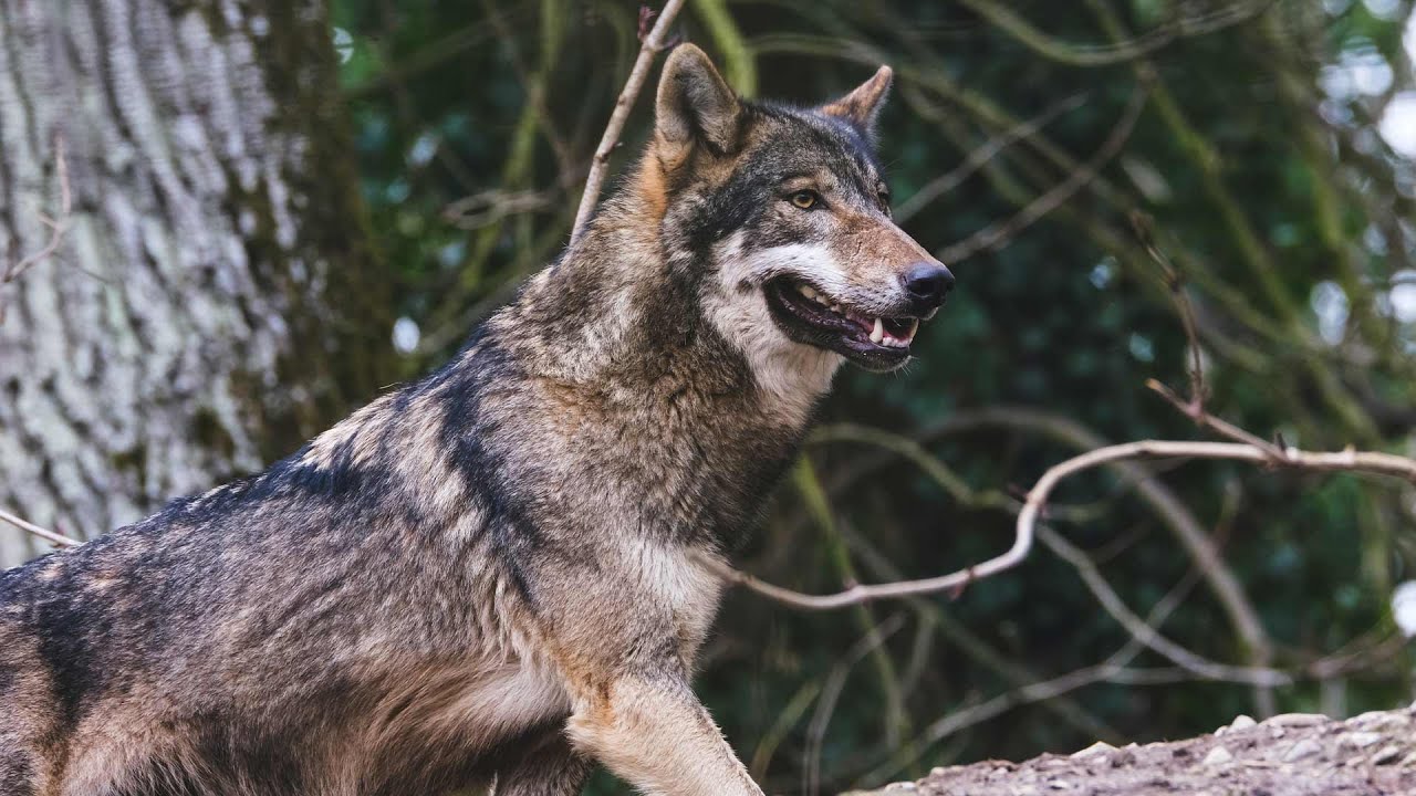 Keine Bestien: &bdquo;Wolf ist nicht gef&auml;hrlich!