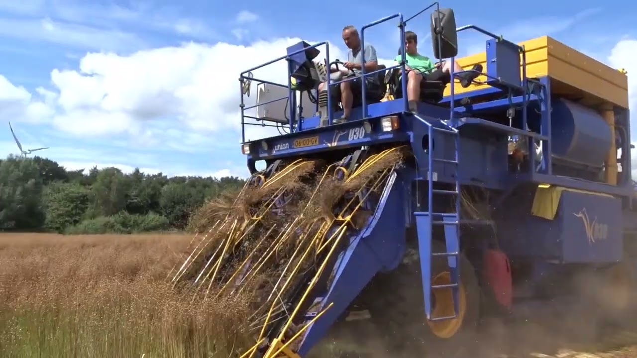Vlas plukken en ontzaden in de Sint-Jansdreef te Eeklo, met Union  U 30 op 15Augustus2024