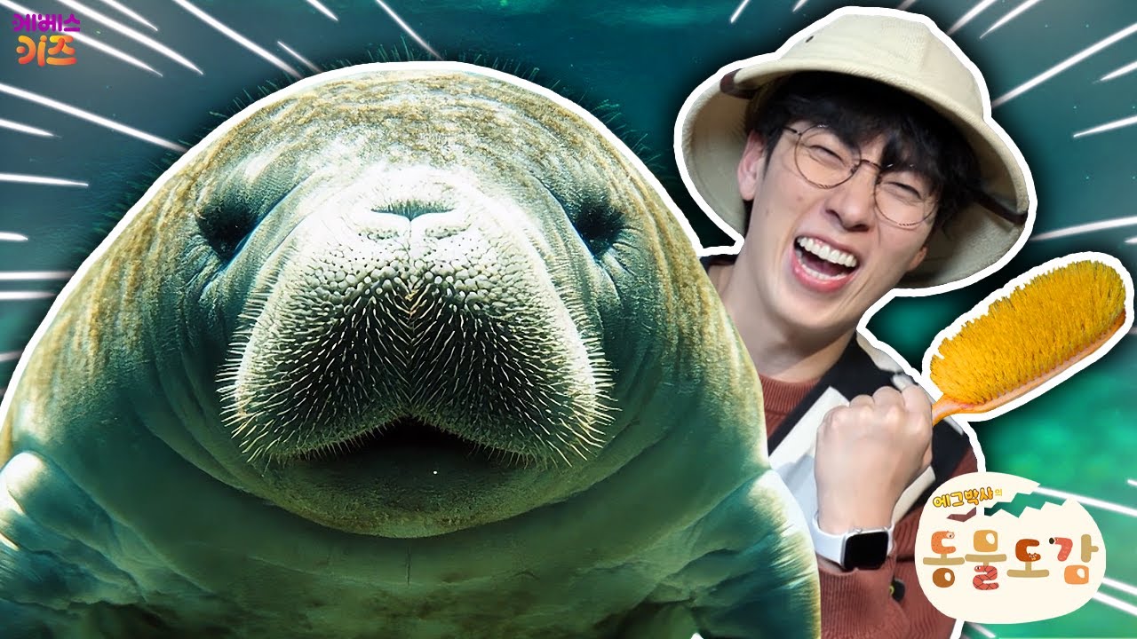 바다에 사는 소?! 매너티 목욕 시키기ㅣ매너티ㅣ에그박사의 동물 도감ㅣKBS 250318 방송