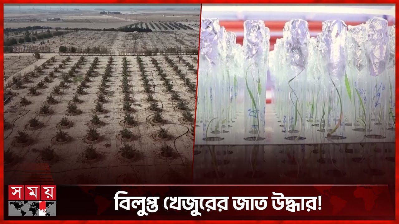বিলুপ্ত খেজুরের গাছ ফিরিয়ে আনলেন ইরাকের বিজ্ঞানীরা | Basra Farming | Iraq Agriculture | Date Palms