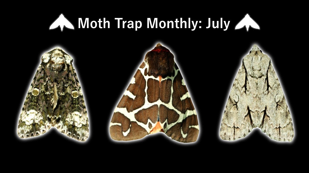 Moth Trap Monthly: July 2021