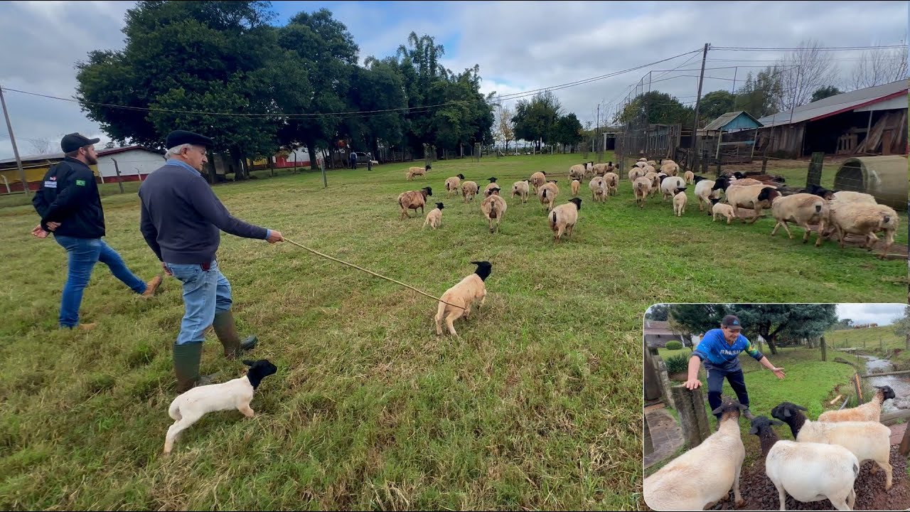 Fomos buscar as fêmeas para começar o plantel