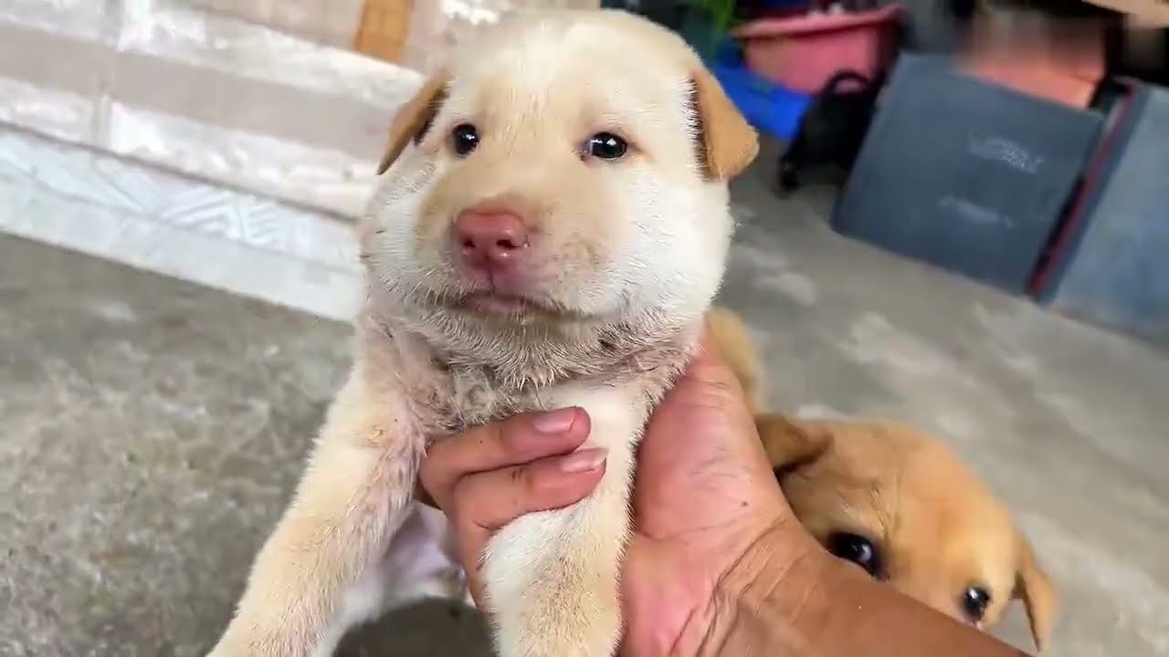 Helping My Cute Puppy with a Neck Infection 🐶💛 | Recovery Journey