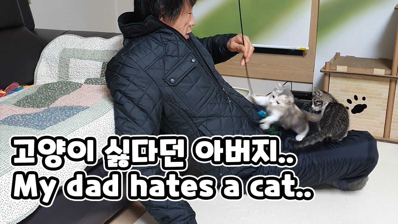 My Father Told Me Never to Keep a Cat.. What Happened to him now?! // 고양이 절대 키우지 말라던 아빠.. 직접 본 반응은?!