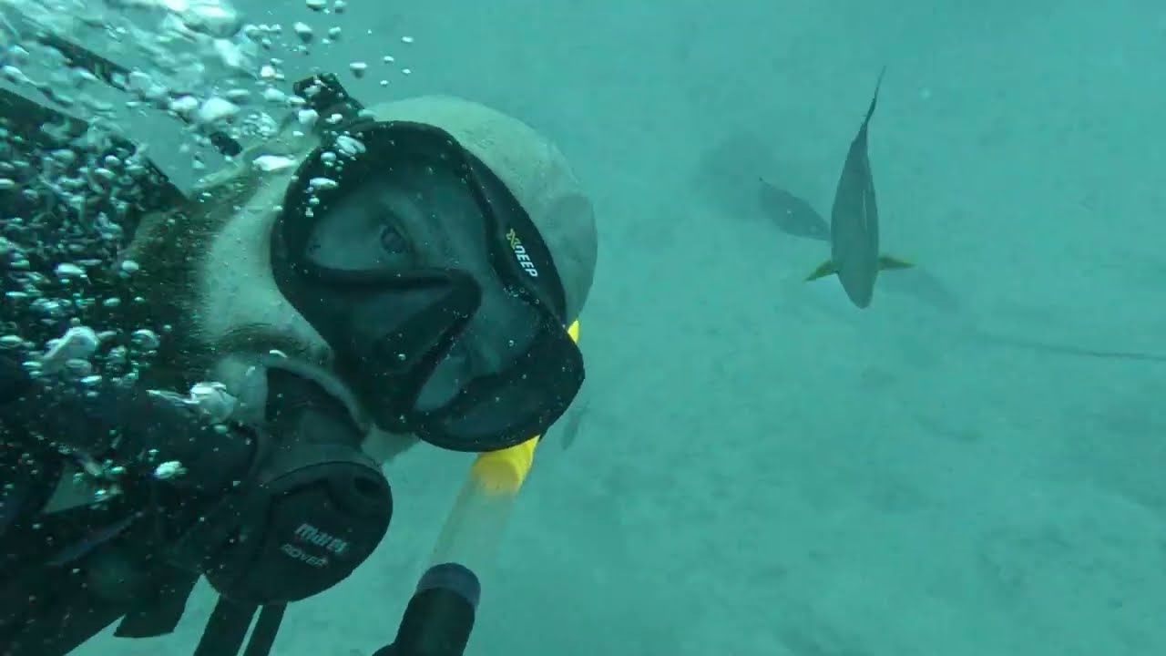 Maldives stingrays 26.01 - 1