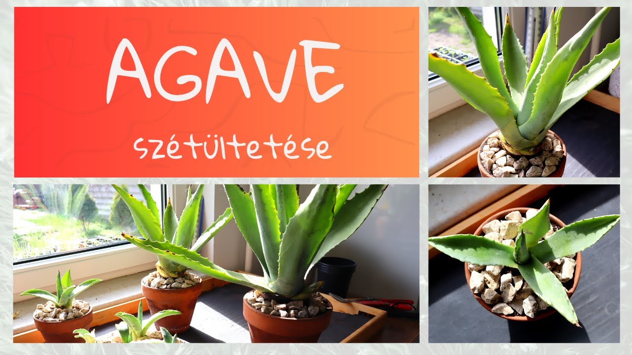 Agave átültetés || Fiatal hajtások kimentése