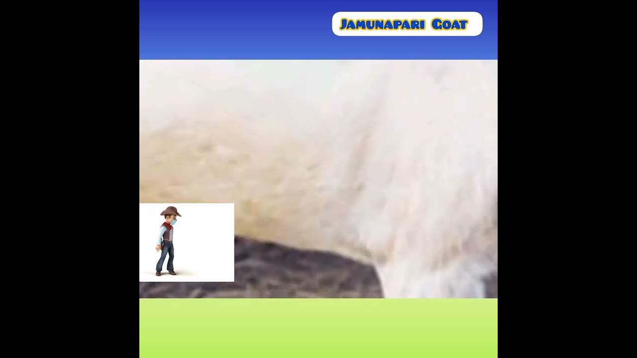 The Jamunapari Goat Breed.