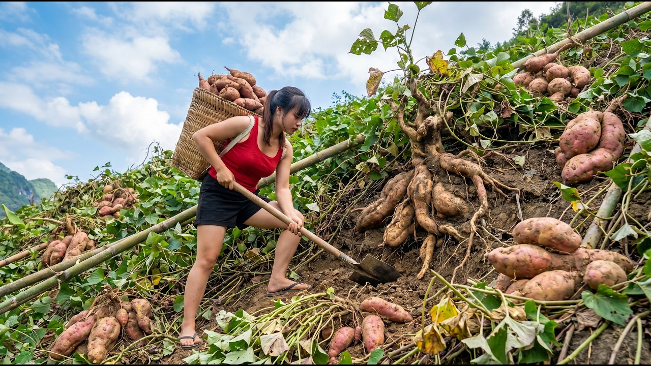 Timelapse : Harvesting 1 Ton of Mutant Sweet Potatoes and Transporting Them to Sell at the Marke