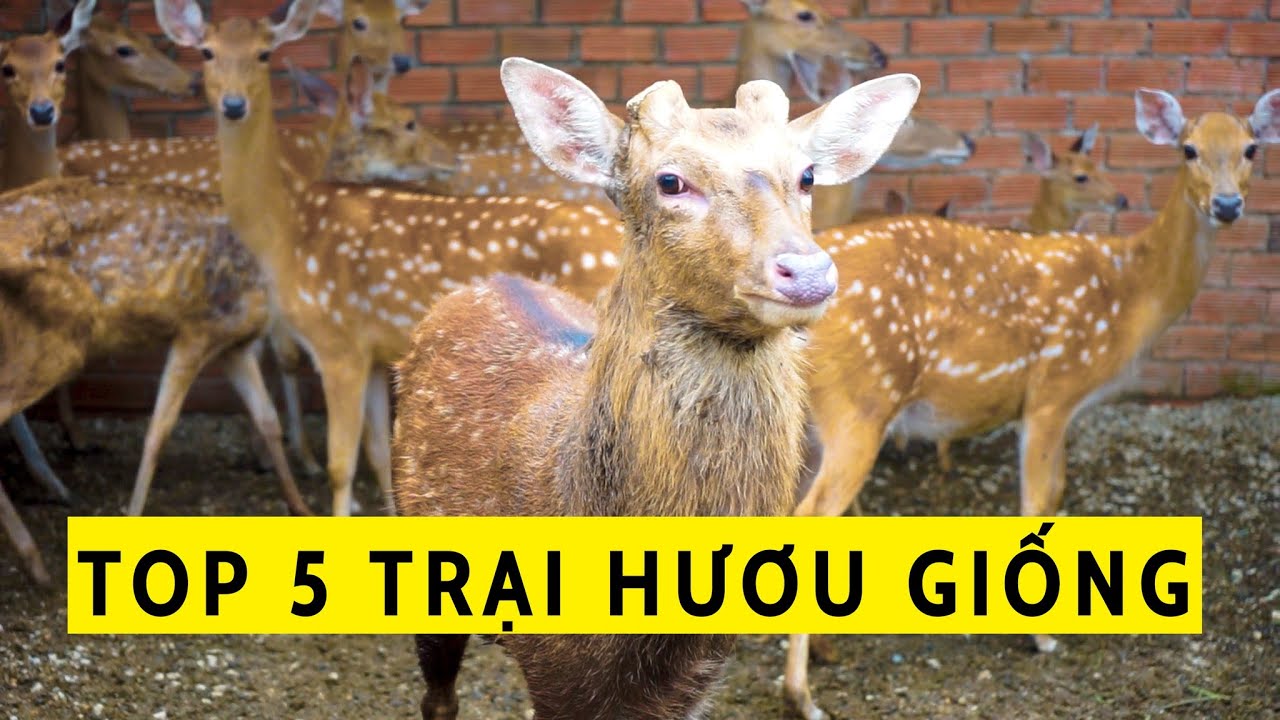 TOP 5 ĐỊA CHỈ MUA HƯƠU SAO GIỐNG | KHÔNG PHẢI HƯƠU NGA | KHÔNG LÙA GÀ