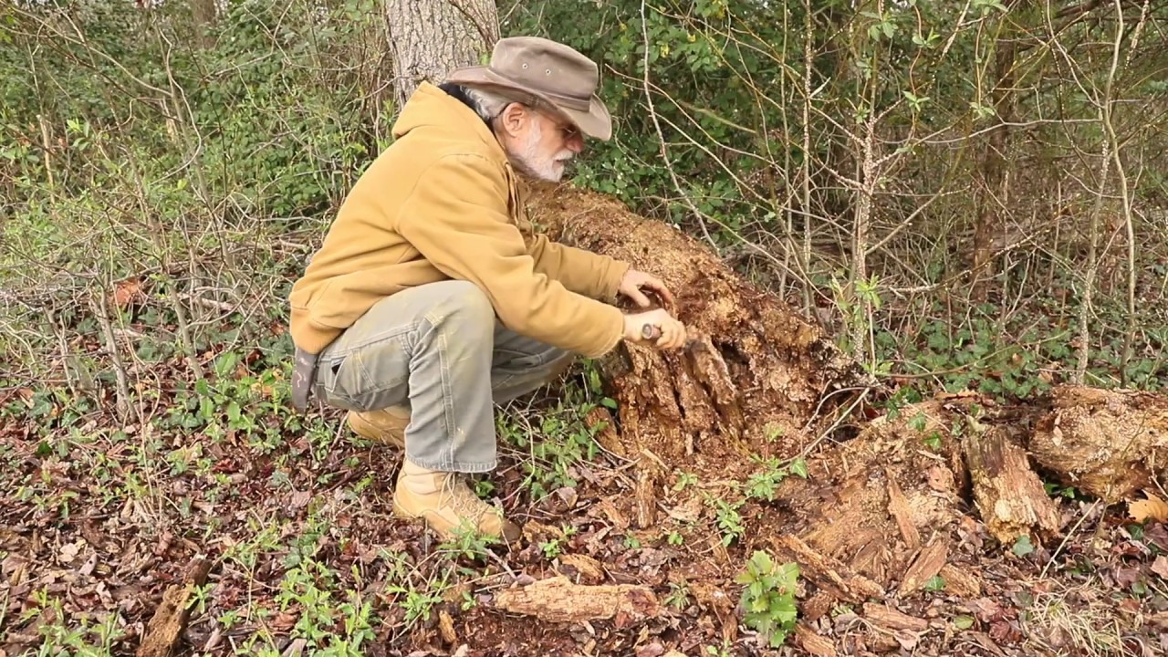 Rotting Log and Ecological Cycle with Professor Ray Weil