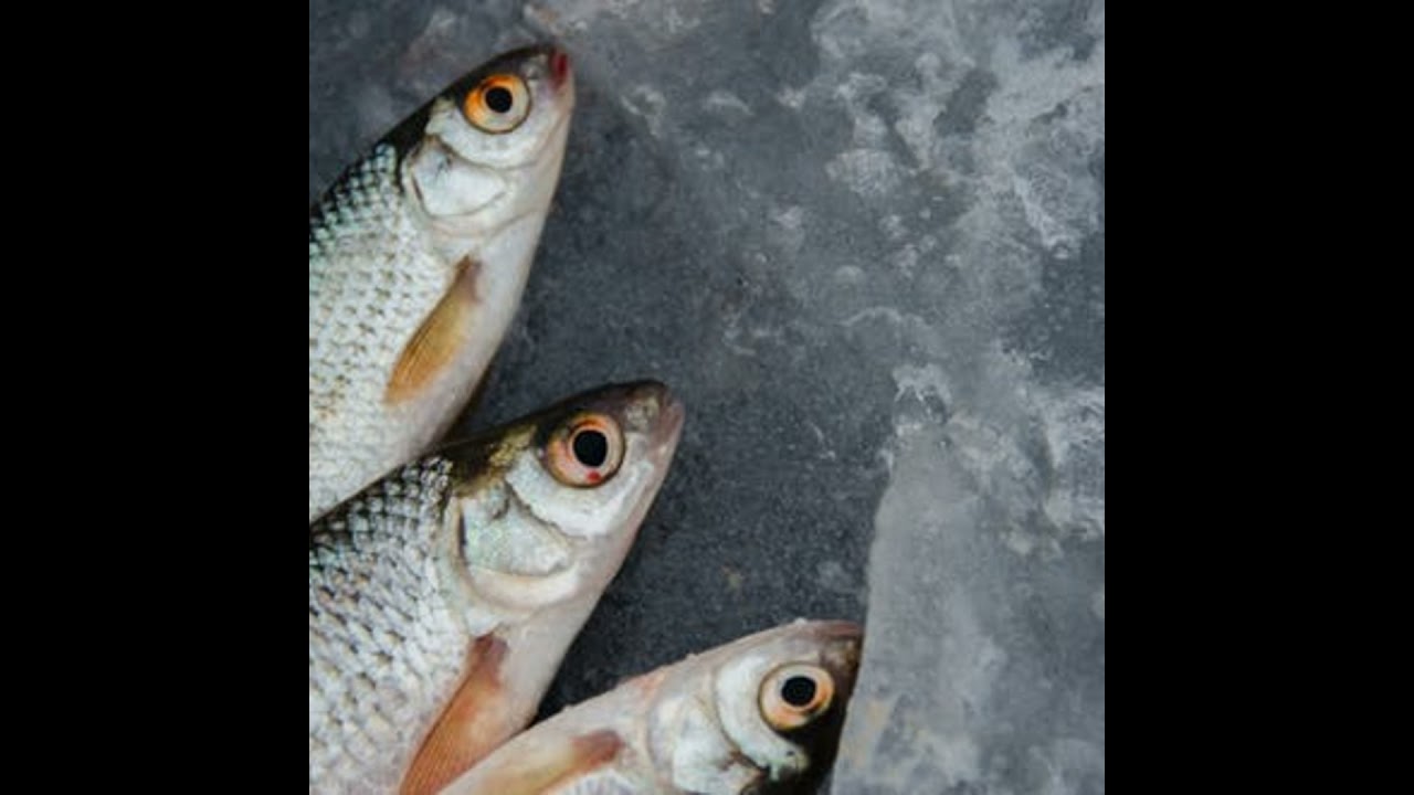 Why does Canada still have a low standard on seafood traceability?