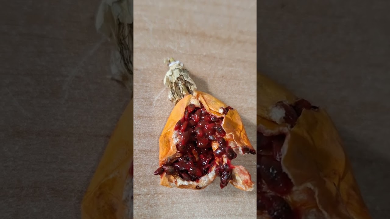 Passiflora dal frutto ai semi #shortsvideo #passiflora #semi #frutto