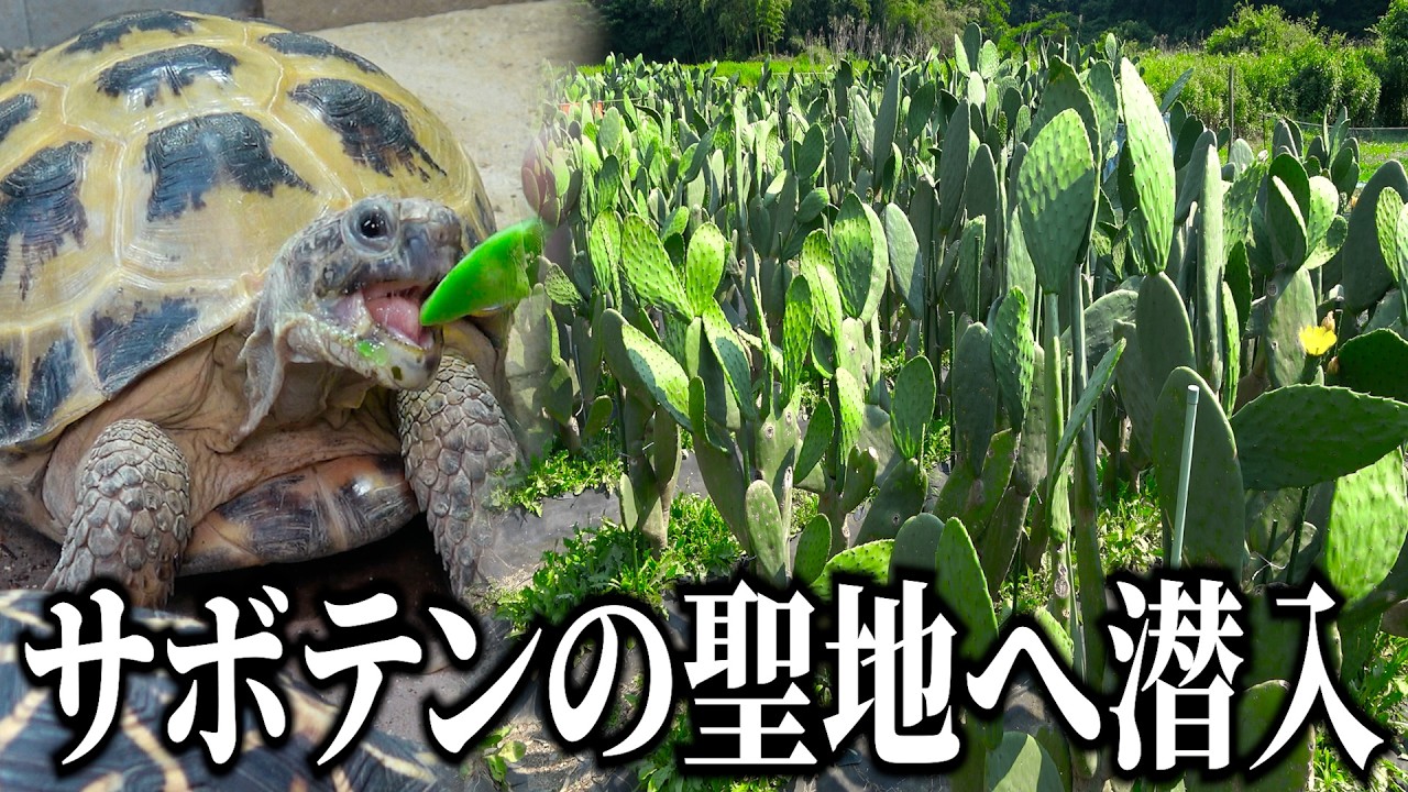 サボテンの栽培地に行ってみた【かめはめ葉】