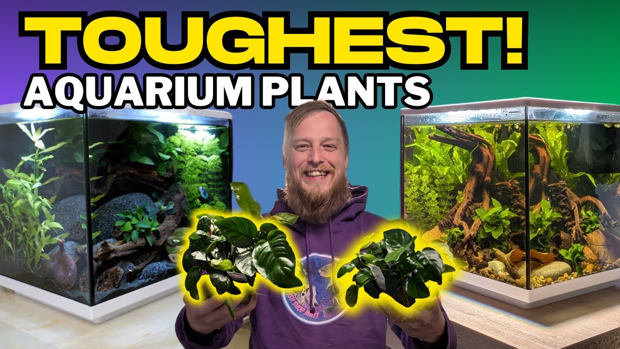 The TOUGH Aquarium Plants Your Fish WON’T Eat!