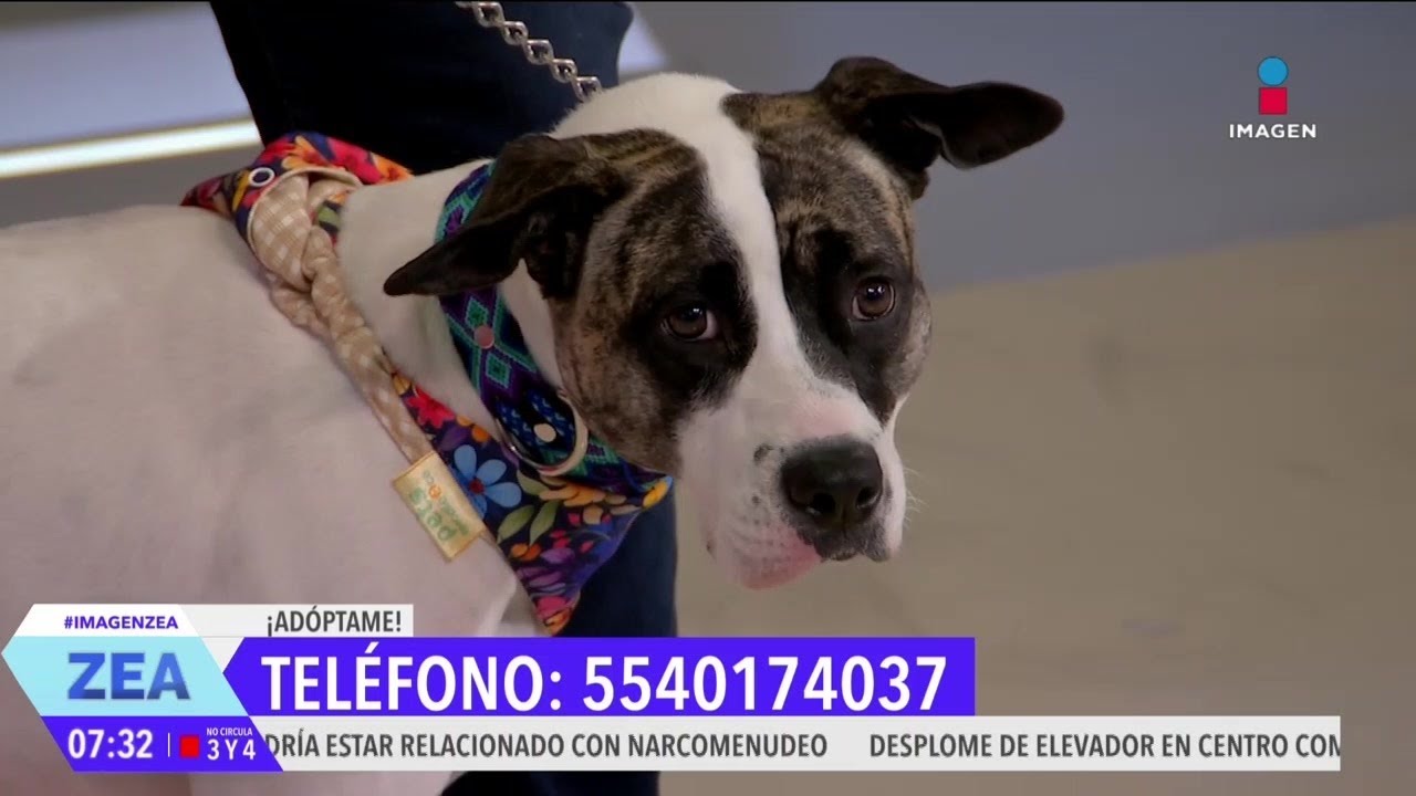 Muñeca está en búsqueda de un hogar, ¿te animas a adoptarla? | Noticias con Francisco Zea