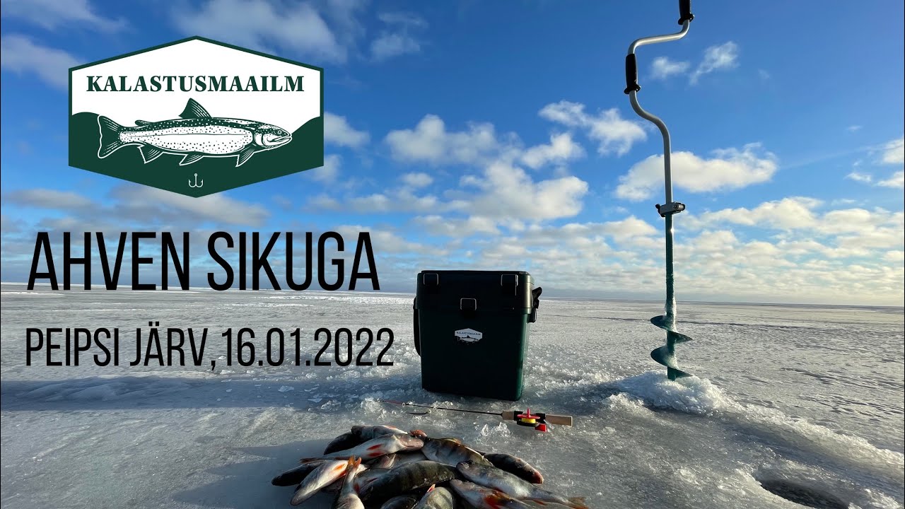 Ahven sikuga Peipsil, 16.01.2022