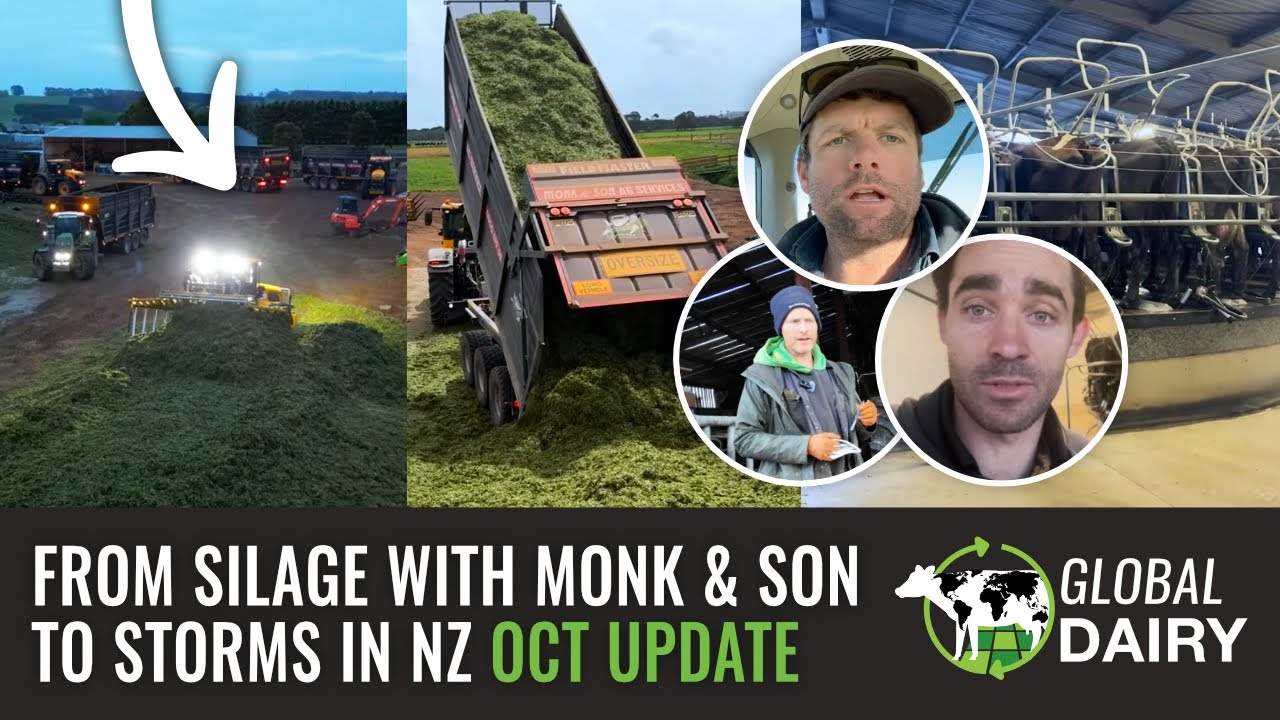 От силоса с Monk & Son до штормов в Новой Зеландии: обзор мирового рынка молочной продукции за ок...