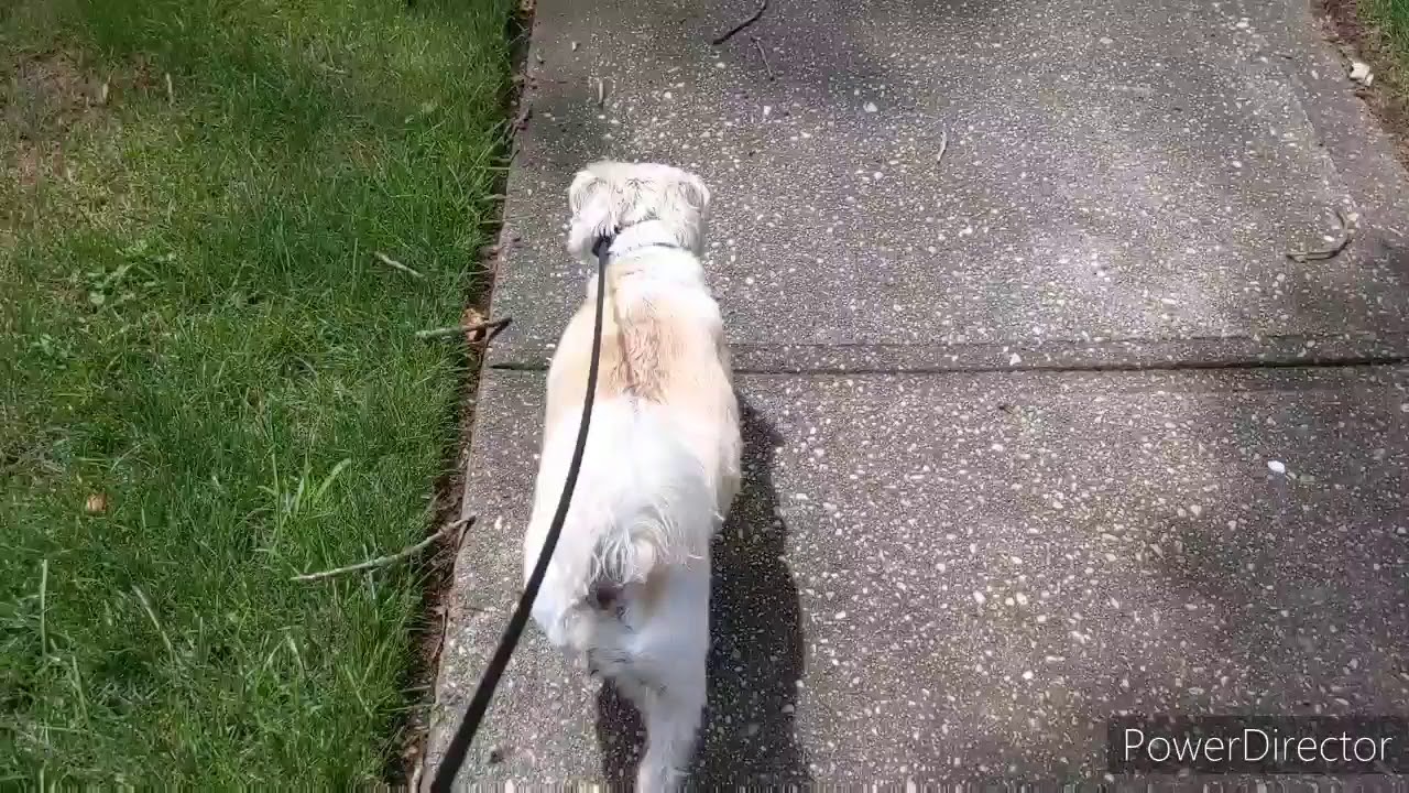 Welcome to Kelly Walks!!!