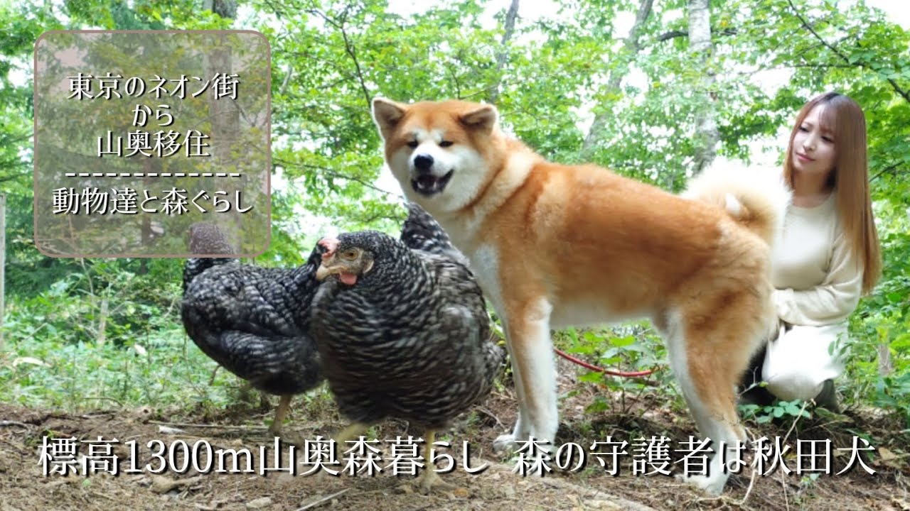 標高1300m山奥森暮らし 森の守護者は秋田犬